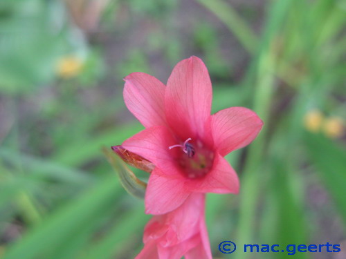 Dierama pauciflorum